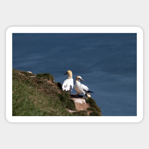 Pair of gannets at Bempton Cliffs Sticker by HazelWright